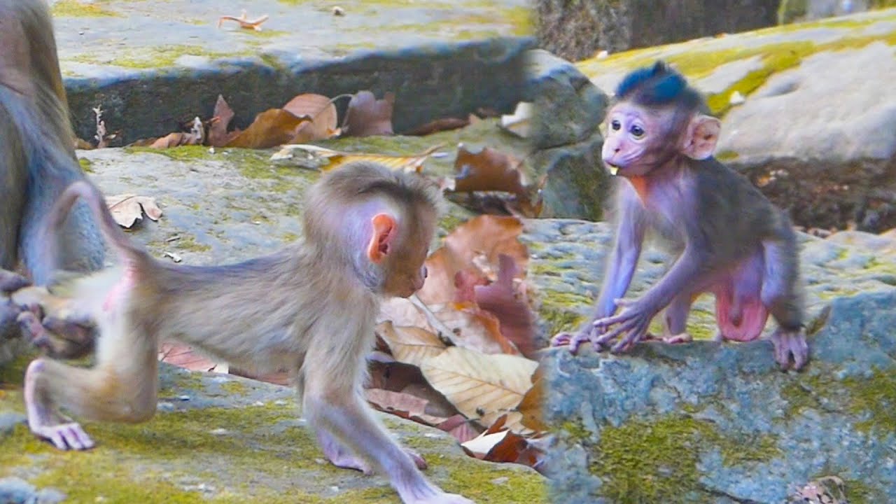 monkey-libby-won-t-let-lily-playing-with-this-lovely-baby-cuz-he-is-not