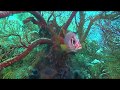 Diving Tubbataha reef - Philippines 2017