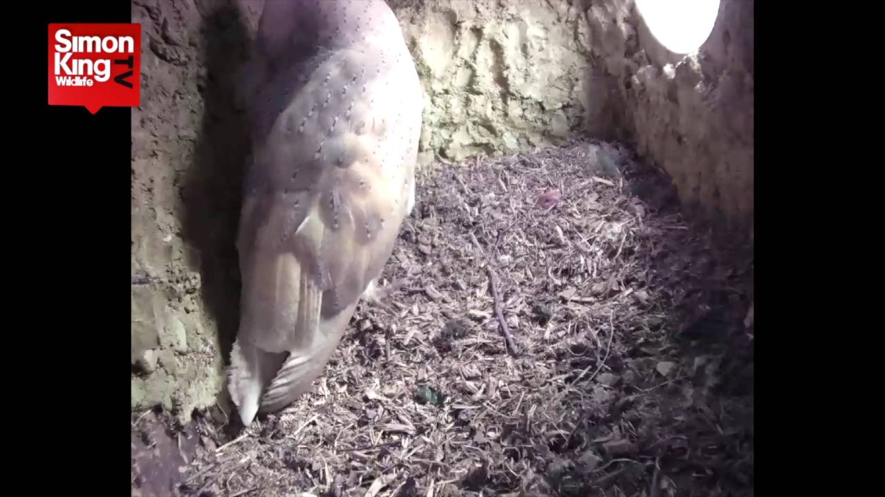 Barn vs Tawny: Owl Territorials 