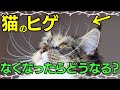 【猫 ひげ 切る】知られざる猫のヒゲの秘密を暴露します