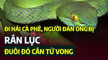 Đi hái cà phê, người đàn ông bị rắn lục đuôi đỏ cắn tử vong