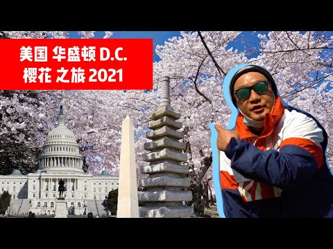 【 美国华盛顿一日游 & 攻略 】Washington DC Cherry Blossoms 城市印象分享 2021 vlog