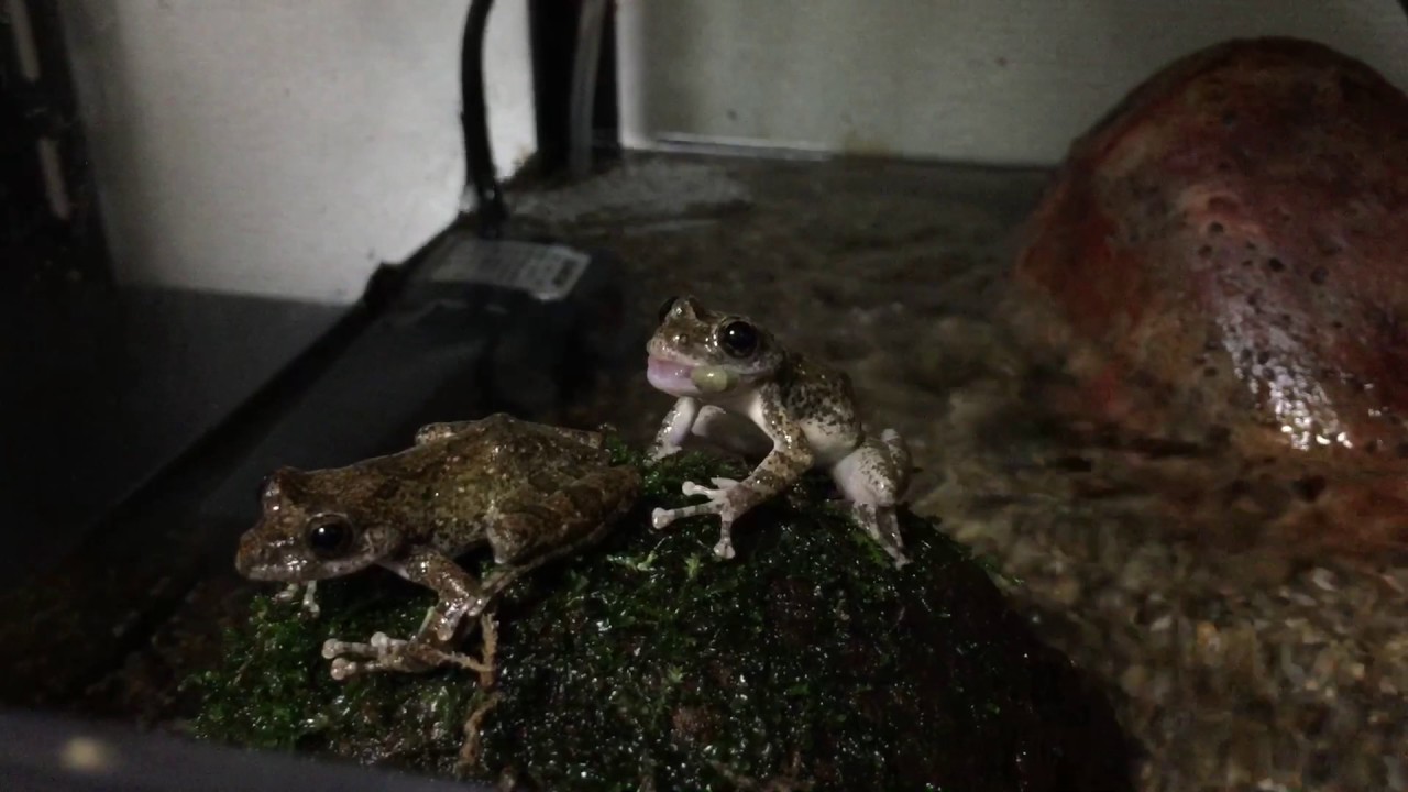 カジカガエル 飼育 カジカガエル 飼育 鳴かない