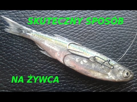 Wideo: Jak Zahaczyć żywą Przynętę?