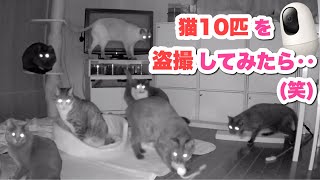 飼い主が留守中、猫10匹はどう過ごしてるか盗撮してみたら面白かったww 【ペット用見守りカメラ】