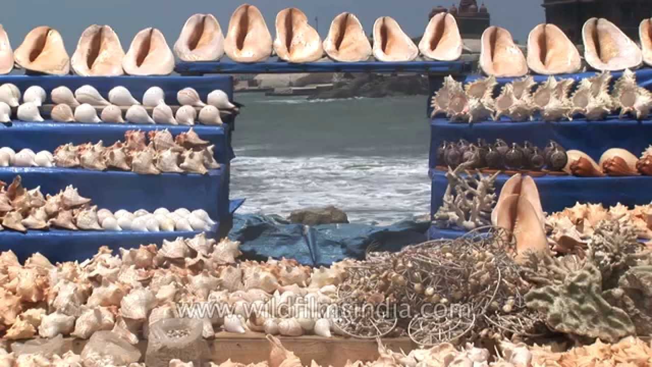 he-sells-sea-shells-on-the-tamil-nadu-shore-youtube