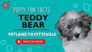 Everything you need to know about Teddy Bear puppies!