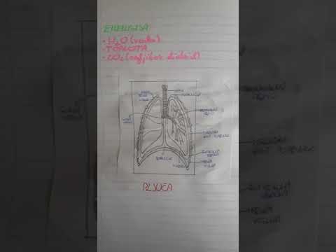 Dihalni sistem-anatomija