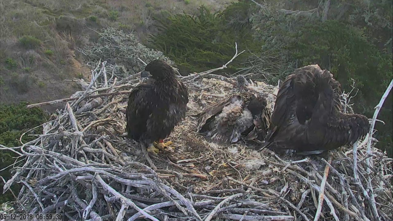 Sauces Bald Eagles Channel Islands Cam 05122018 065313 075314