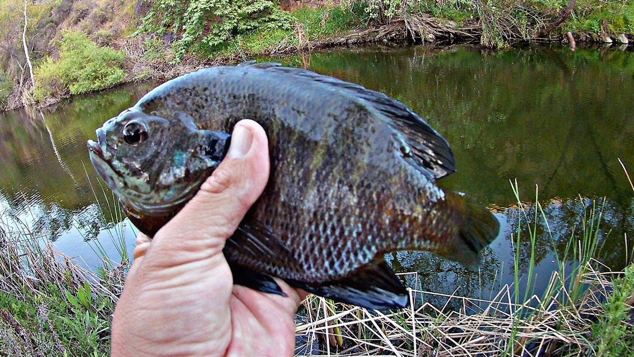 Bluegill fishing with night crawlers (creek fishing) YouTube