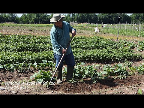 Video: Kolrabi cabbage: cog thiab saib xyuas hauv qhov qhib