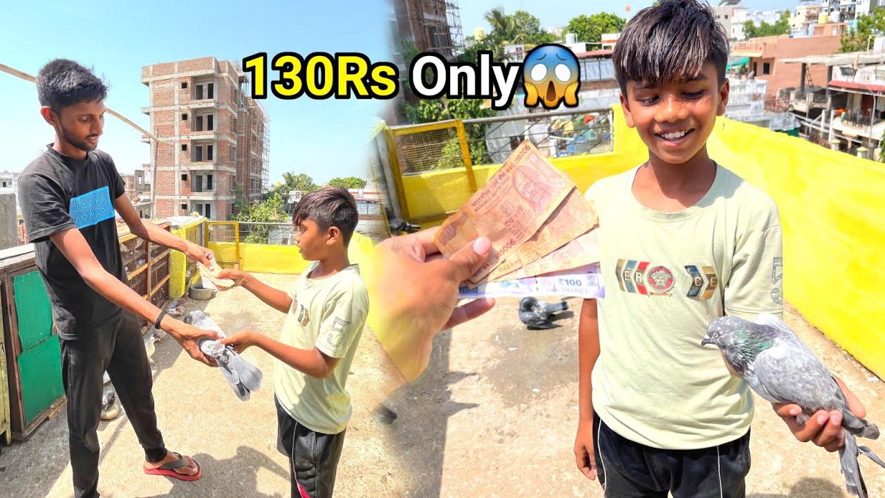 सिर्फ ₹130 का कबूतर खरीदा 😍 !! bought a cheap pigeon 🕊️