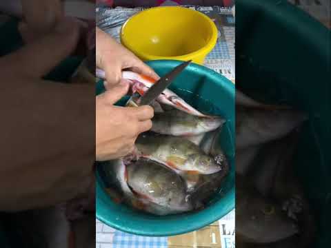 Cooking freshly caught fish on a fire / Приготовление свежевыловленной рыбы на костре