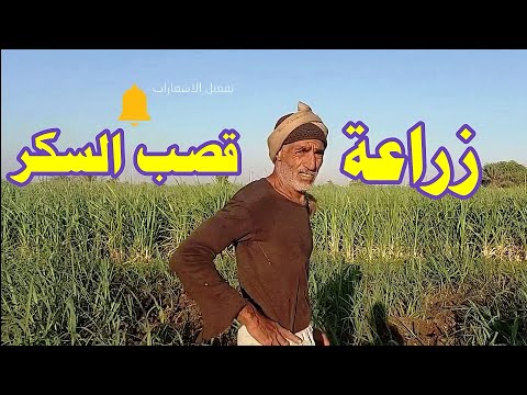 زراعة قصب السكر مواعيد الزراعة والمعاملات شوفوا الفرق