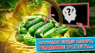 Огурцов будет много! Главное - успеть...