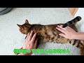 うちの猫にマッサージをするだけの動画