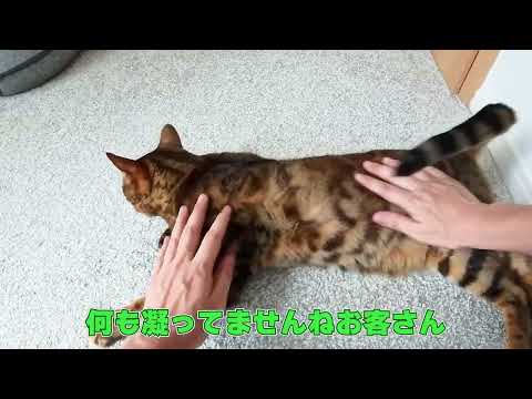A video of me just giving my cat a massage