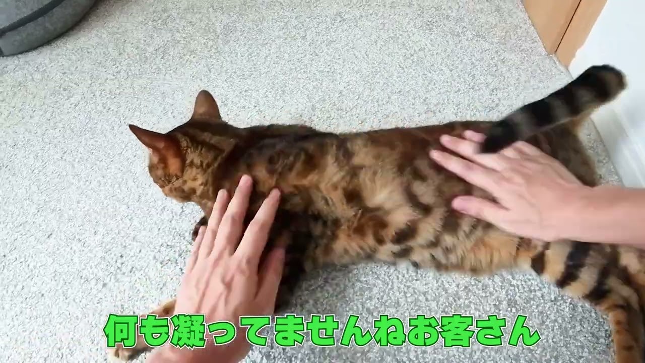 うちの猫にマッサージをするだけの動画