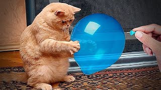 Try Not To Laugh 😅 Funniest Cats and Dogs 2024 😜🐶#2