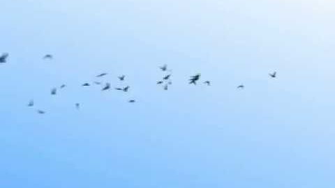 Trapcode Particular v1 - Custom Particles Example (2004)