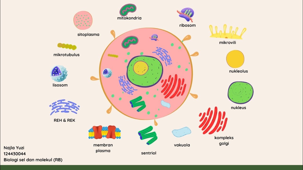 Fungsi sel manusia serta perbedaan sel prokariot dan eukariot