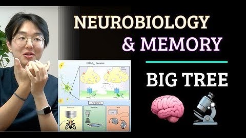 Simulation #624 Big Tree - Neurobiology & Memory