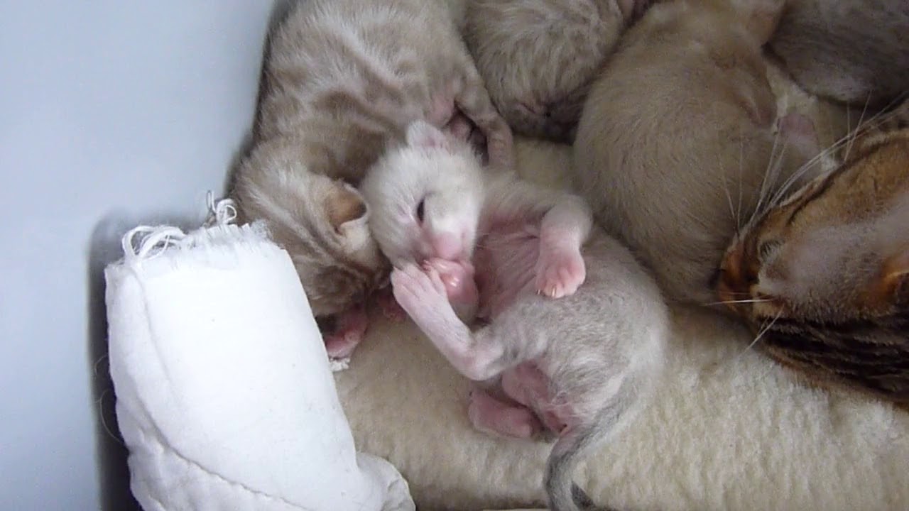 How to take care of your bengal kittens. Totally comfy YouTube
