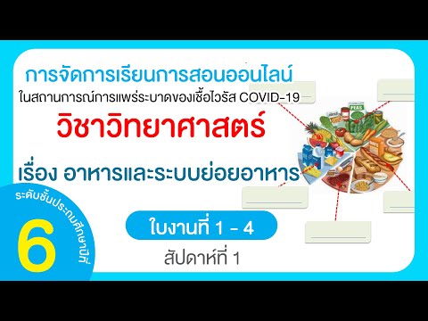เรียนวิทยาศาสตร์ เรื่อง อาหารและระบบย่อยอาหาร ชั้นประถมศึกษาปีที่ 6 | ใบงานที่ 1 - 4