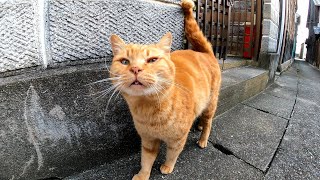 路地裏で出会った茶トラ猫、ナデナデすると喜んで付いてくるようになった