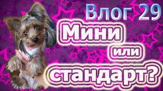 Мини или стандарт? Каким будет ваш йорк?