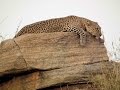 Fantastic wildlife on safari in Kenya 2013 part 1