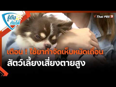 วีดีโอ: น้องหมาคู่ตัวแรกที่เกิดขึ้นกับหมาป่าไอริช