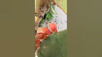 Кактус можно есть?!