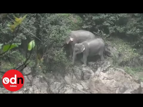 Six Elephants Drown Tragically in Thailand Waterfall