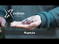 Yenilebilir Yabani Meyveler : Muşmula ( Mespilus germenica ) / Yabani Bitkiler