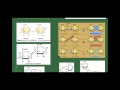 Biología 2 Bachillerato: Tema 2: Los glúcidos. Apartado 3: Oligosacáridos y polisacáridos