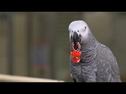 Vídeo: Parrot Tips Police To Murder Suspect