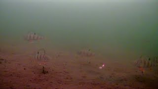 Эти окуни издеваются над нами!!! Их тьма под водой, клюют только избранные!!!
