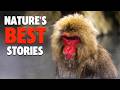 These Animals Prove That Nature Is Amazing