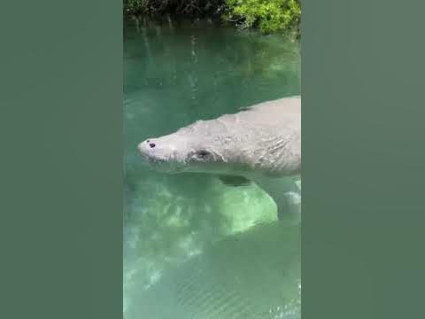 Американский ламантин - YouTube