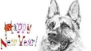 Take home a puppy on 1/25/2024 by Watchman German Shepherds 363 views 3 months ago 1 minute, 6 seconds