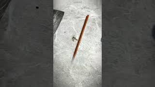 La Increíble Trampa Anti-Mosquitos Del Mundo