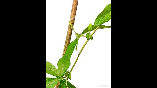 Blooming Passion Flower #Shorts Time-Lapse (Climbing Plant Part 2)