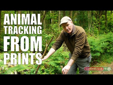 Animal Tracking from Prints