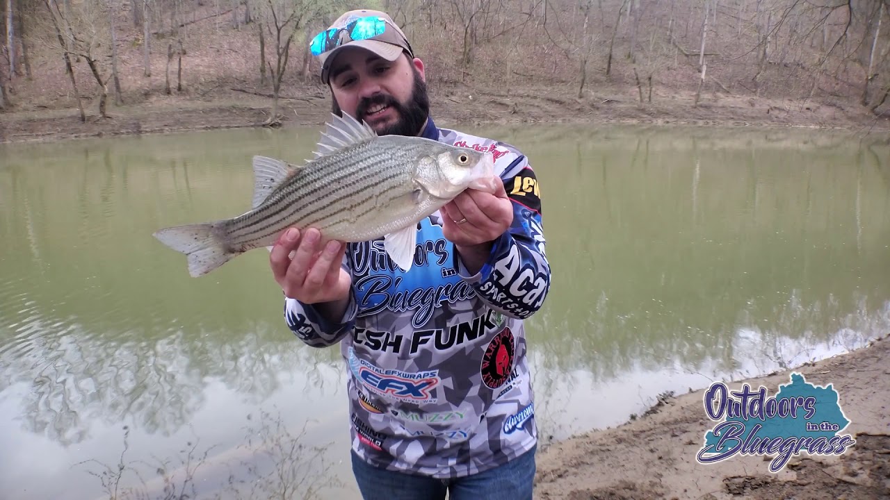 2020 WhiteBass Spawning Run on Salt River KY Update 4 YouTube
