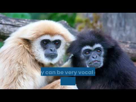 Gibbon Monkey Information
