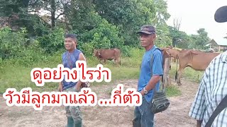 Buffalo price, cow price today (13 Sept. 2025) Buffalo market, So Phisai District, Bueng Kan Prov...