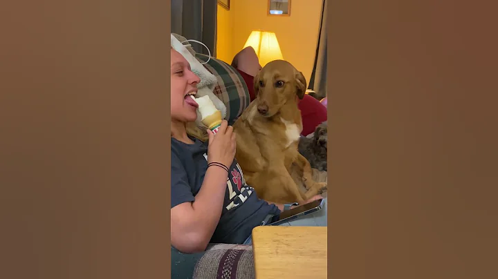 Dog Greedily Eyes Human Eating Ice Cream - DayDayNews