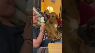 Dog Greedily Eyes Human Eating Ice Cream