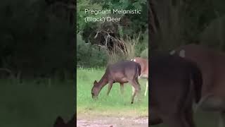 Black/Melanistic Deer that is pregnant